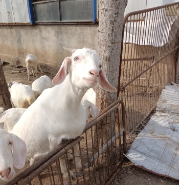 美国白山羊,肉质鲜嫩,耐粗食,好饲养,多胎高产