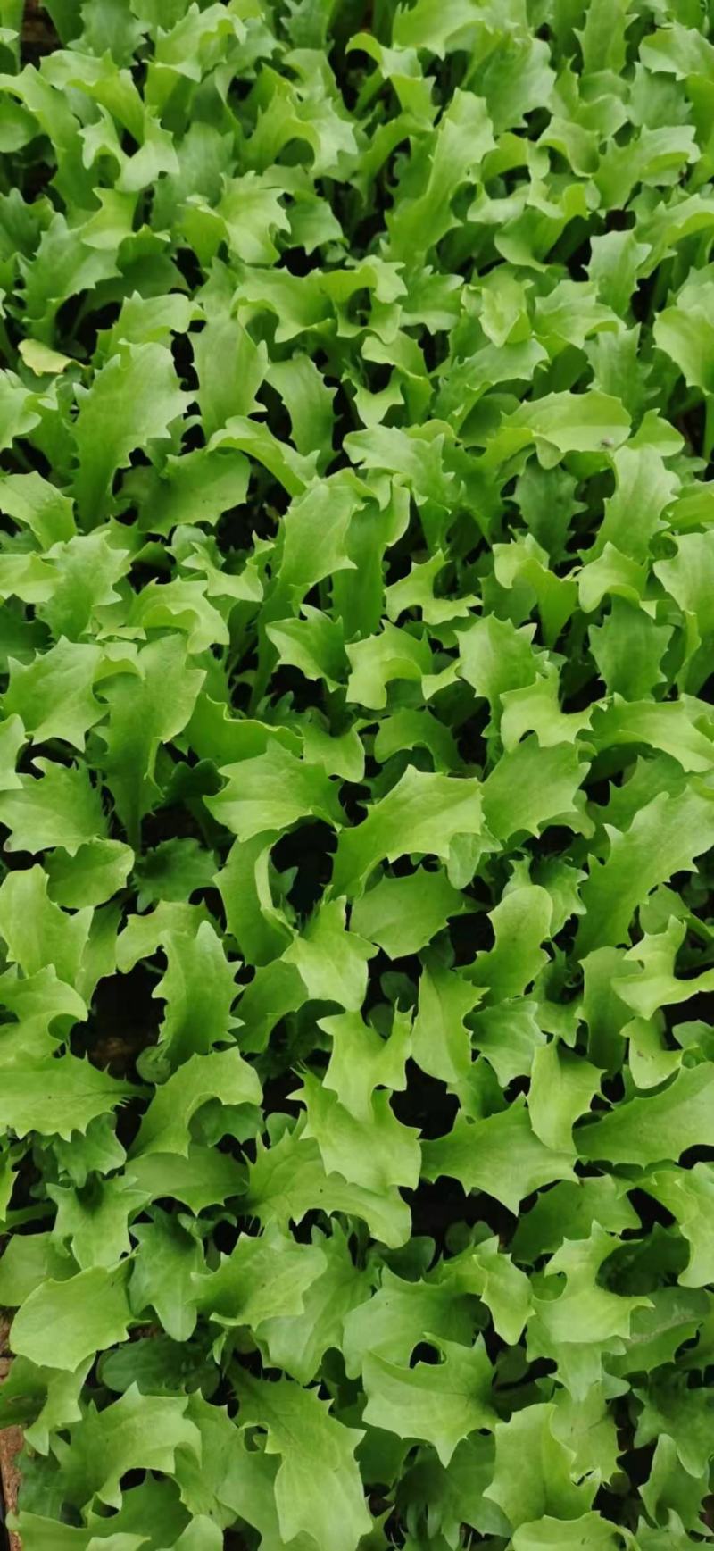 苦菊苗,根系发达,专业育苗技术,品种优良,量大从优!