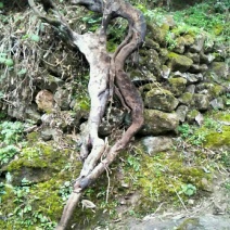 金蛋子下山桩，熟桩枝条