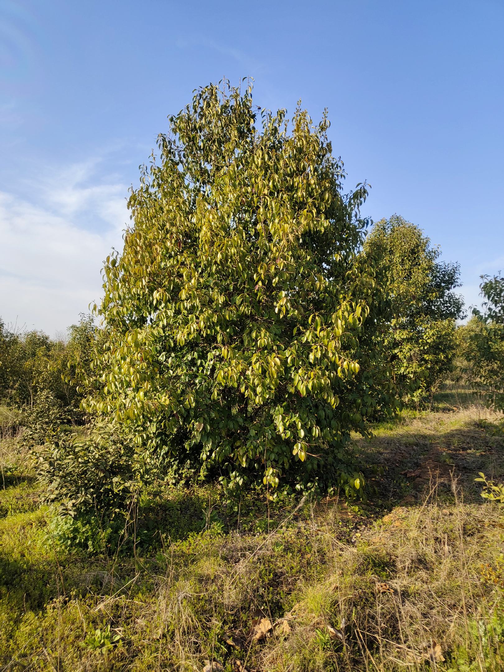 栾树大量直销各种规格黄山栾树南栾