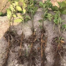 优良品种广霍香苗产量高包回收