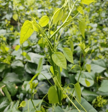 赤苍藤姑娘菜,野菜特菜