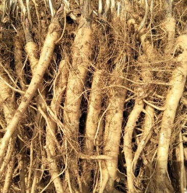 甘肃肉独活苗子出售