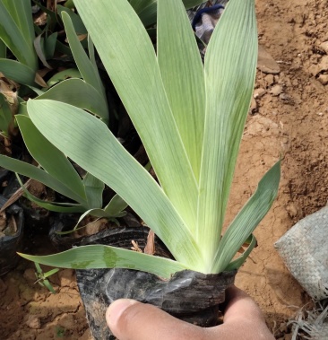 唐菖蒲基地直发一手货源量大可优惠容器苗