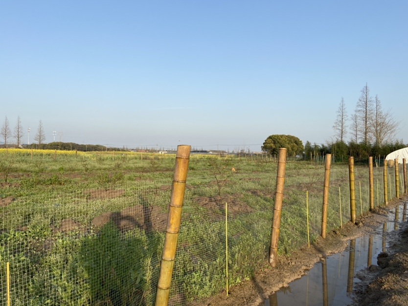 一头活猪在农场中自由活动