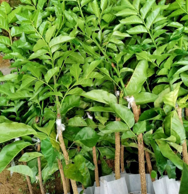 [黄皮果苗批发]紫肉黄皮黑黄皮贵妃黄皮鸡心黄皮等嫁接黄皮品种苗 直