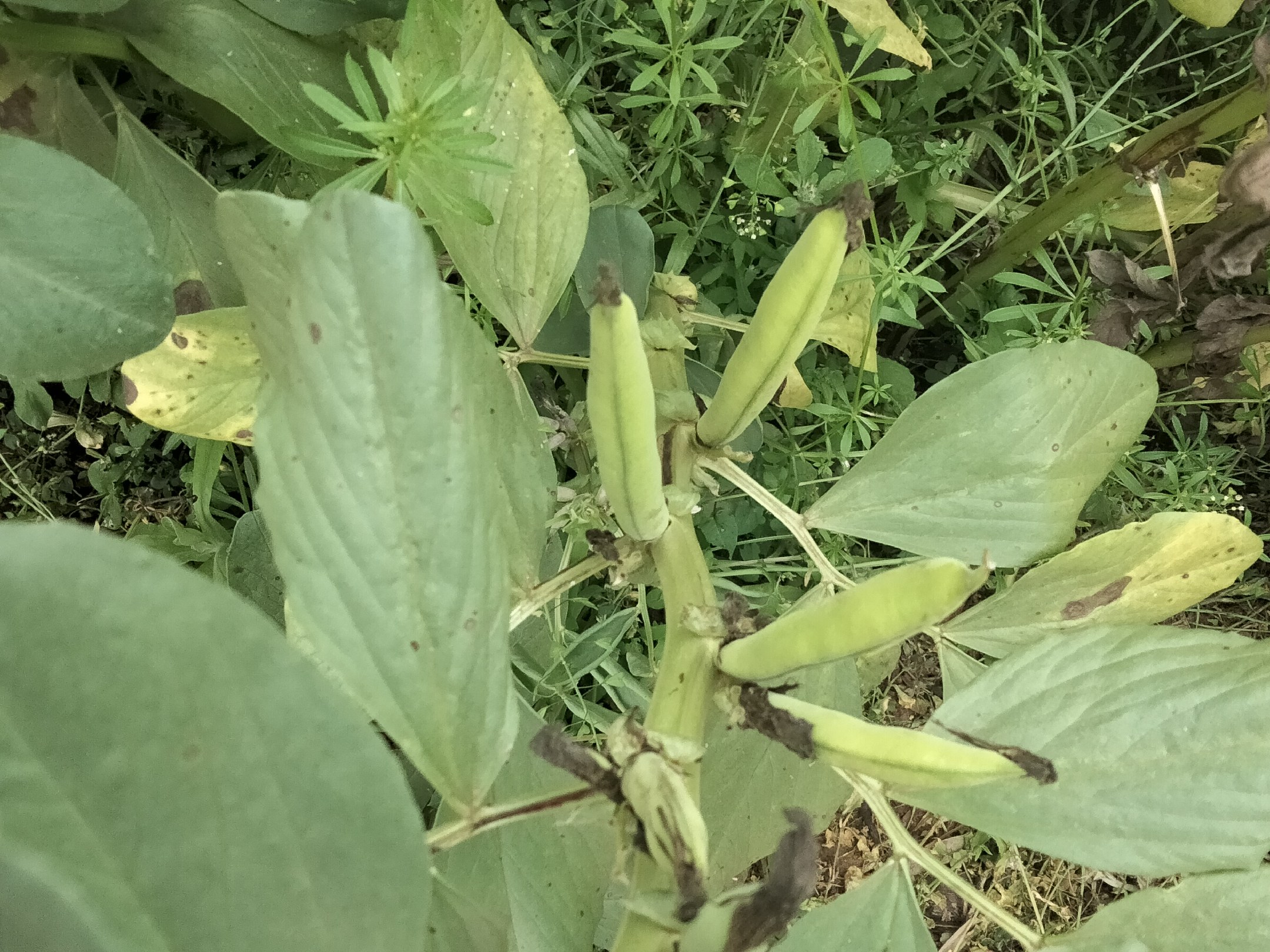 展示蚕豆从浸泡到发芽的全过程,清晰可见发芽状态 蚕豆发芽过程