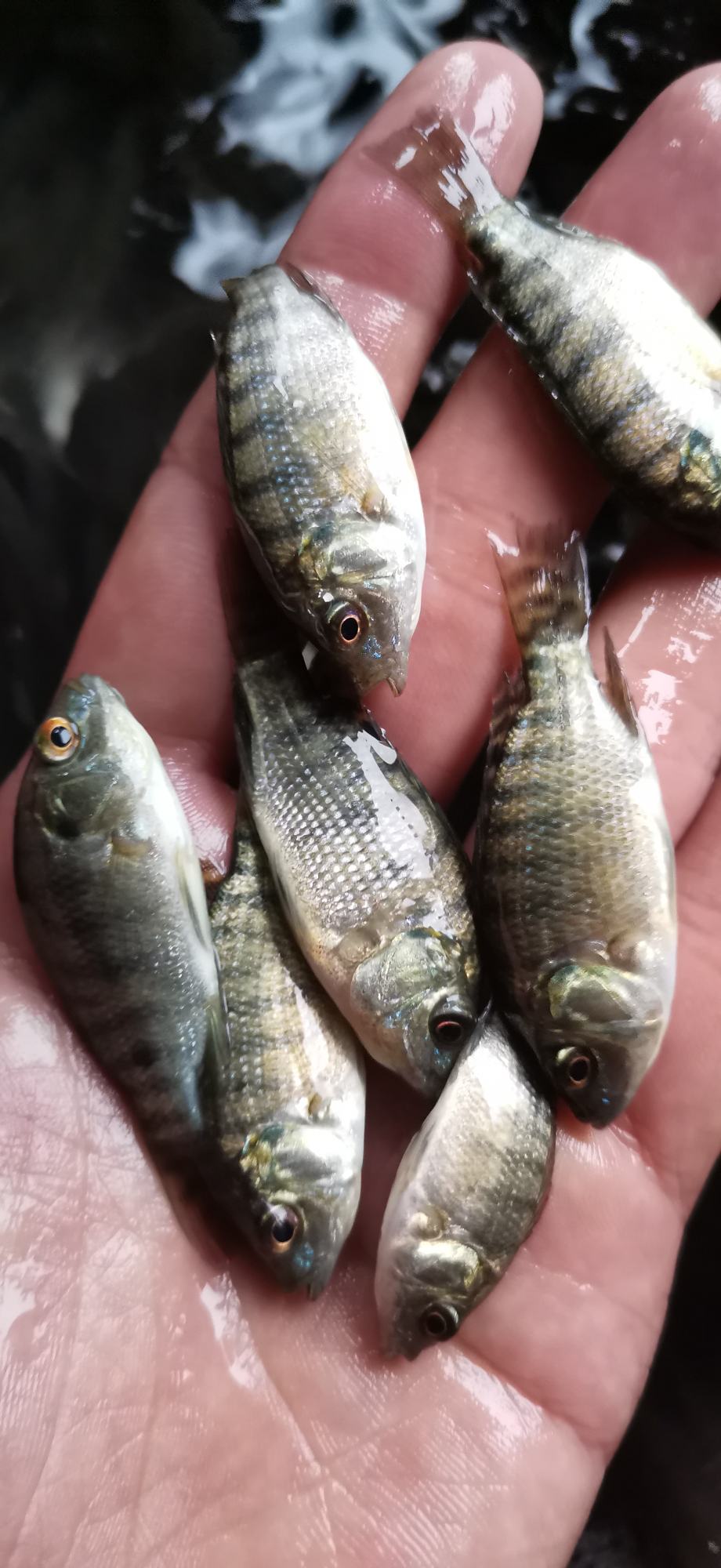 [罗非鱼苗批发]海南3号,良种全雄单性罗非鱼苗,宝路1号罗非苗王快大型