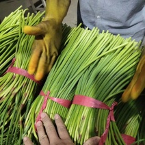 红帽蒜苔到五月一号大量入库现在订库中欢迎老板来订货