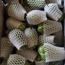 佛手瓜，广东徐闻精选佛手瓜货源足，电商市场商超欢迎选购！