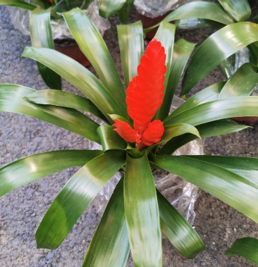 凤梨花芭芭拉卡丽红红宝石鸿运当头基地批发