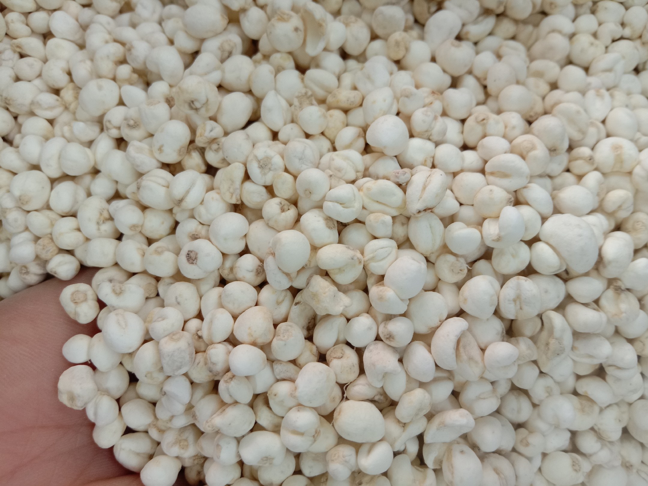 新鲜采挖并晒干后的浙贝母鳞茎,呈扁球形或圆锥形,外层鳞片两枚大小相近,表面黄白色至淡棕黄色,质地坚硬,断面白色,有明显粉性,常见于中药铺或药材市场展示台 浙贝母药材特写