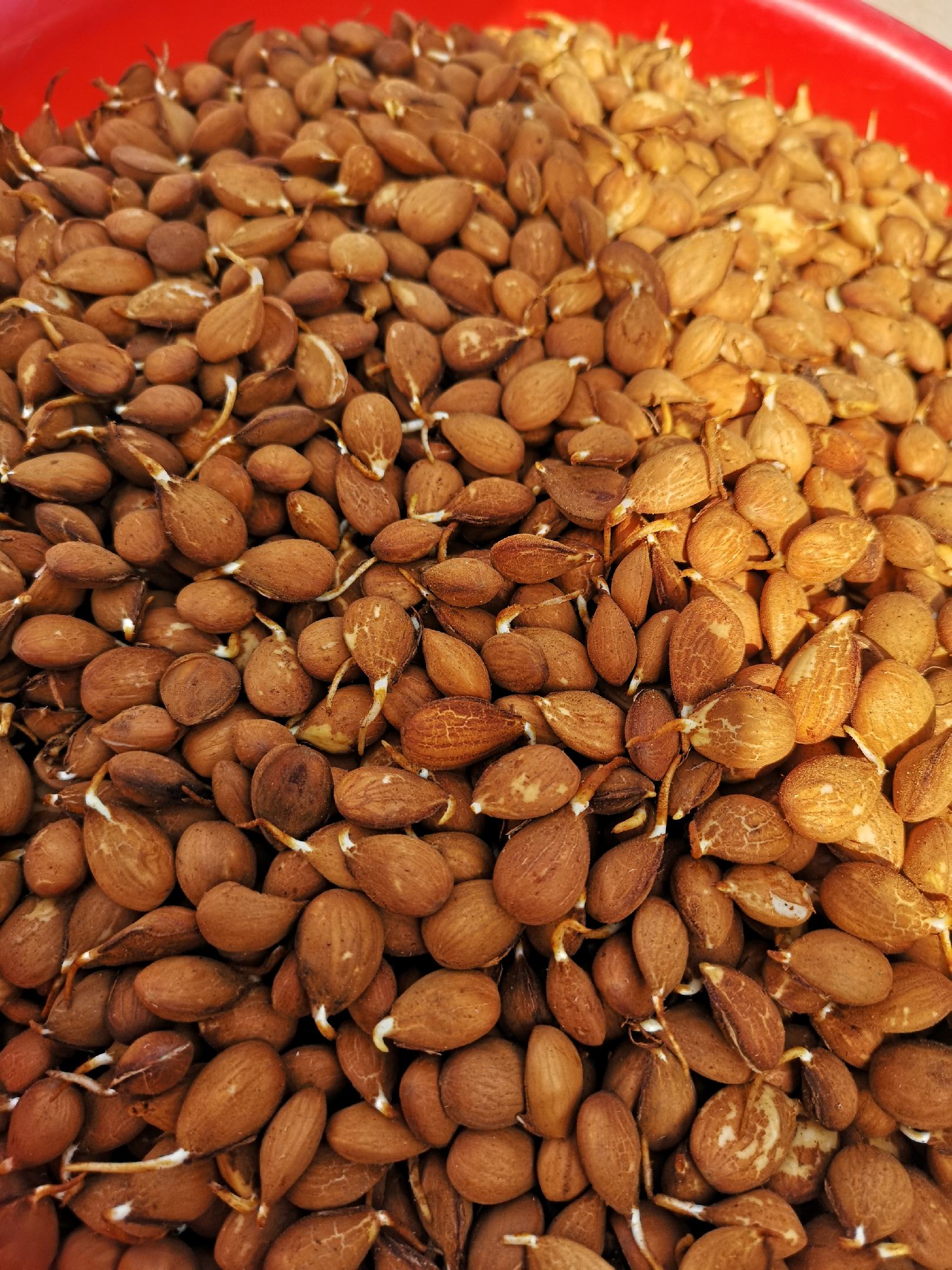 [桃树种子批发]人工手捡精品毛桃种子价格40.00元/斤 - 一亩田