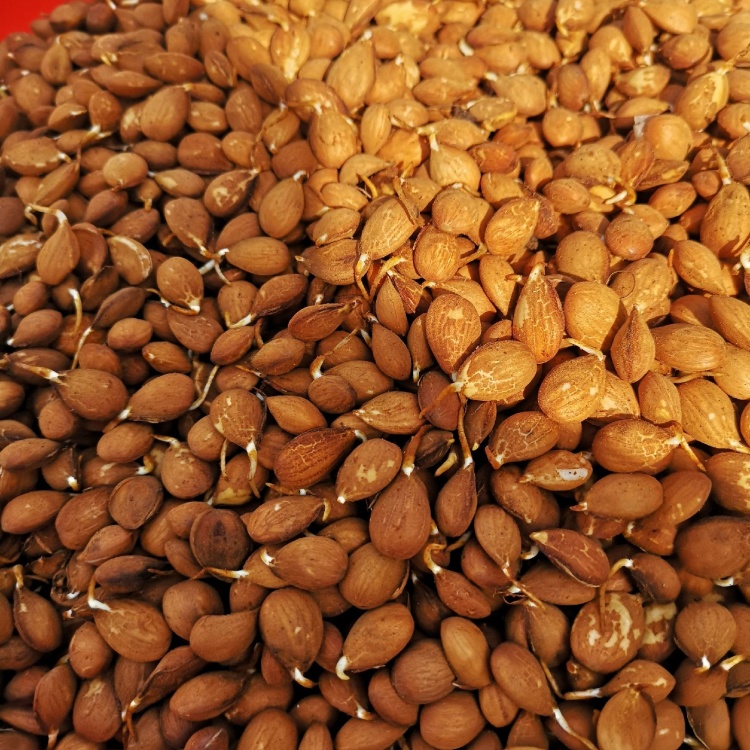 [桃树种子批发]人工手捡精品毛桃种子价格40.00元/斤 - 一亩田