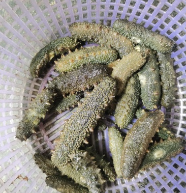 [海参批发]霞浦海参霞浦海参!价格765.00元/斤 - 一亩田