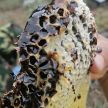 黑蜂蜜野生蜜蜂高山野生蜜