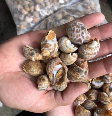 [东风螺批发]花螺黄螺批发一手货源价格120.00元/件 - 一亩田