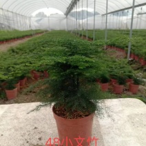 文竹小盆栽迷你版盆景