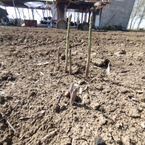 优质芦笋基地直发新鲜采摘，保质保量量大从优