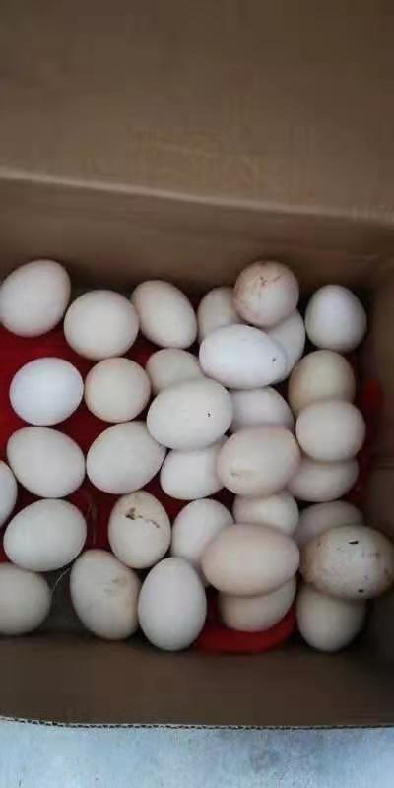 出售婆罗门鸡种蛋,大体型观赏鸡,支持全国发货