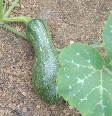 蜜本南瓜嫩瓜云南文山嫩瓜