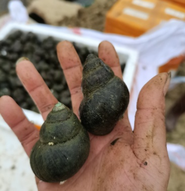 四季杂交速长厚壳田螺种商品螺欢迎来订购