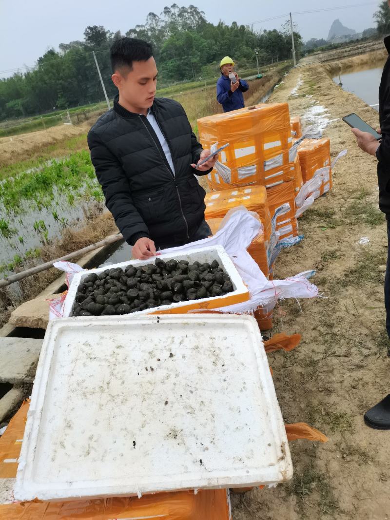 [田螺批发]广西梧州苍梧县田螺 6.