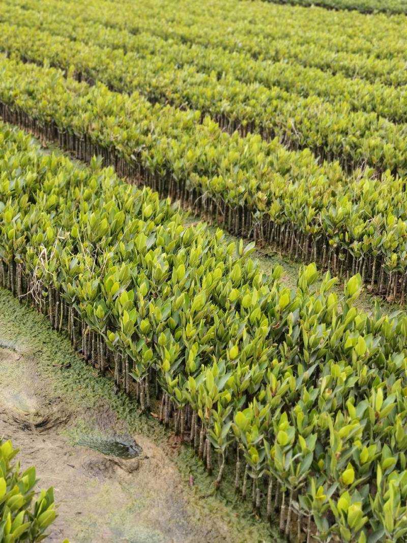 红海榄红树林沿海滩涂湿地森林打造工程类袋苗