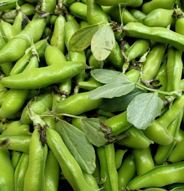 云南曲靖有机肥培育青蚕豆