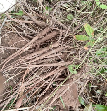 野生千斤拔数量有限及时下单欢迎各位老板预订野生千斤拔