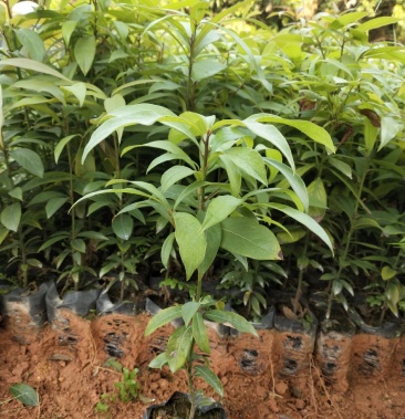 闽楠小袋苗,闽楠木苗供应,金丝楠木出售