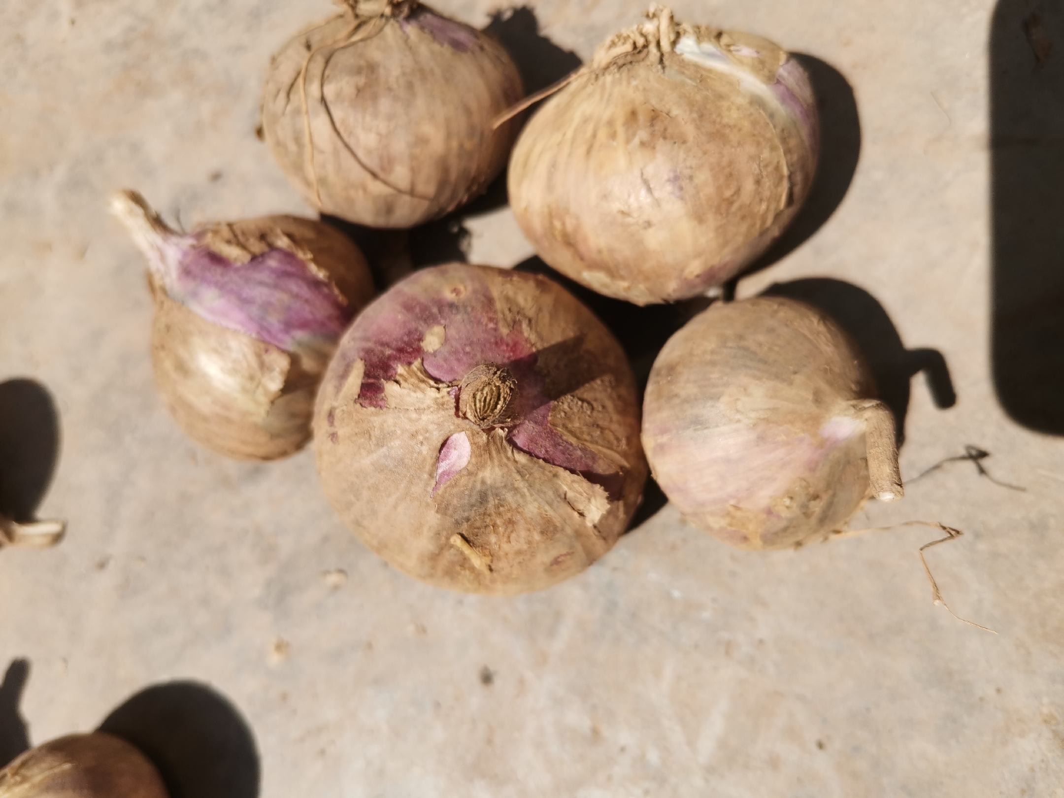 厨房中的独头蒜使用场景