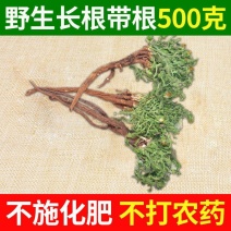 蒲公英整棵新鲜现挖婆婆丁新鲜山上挖