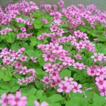 红花酢浆草种球炸酱草花苗四季开花紫叶草室外庭院耐热耐寒
