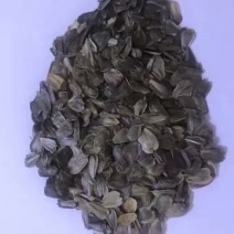 串叶松香草多年生牧草产量高，叶量丰富，耐旱性好