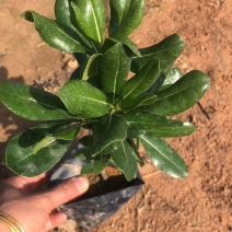 长期大量供应自家扦插大小袋海桐，现挖现发，欢迎下单