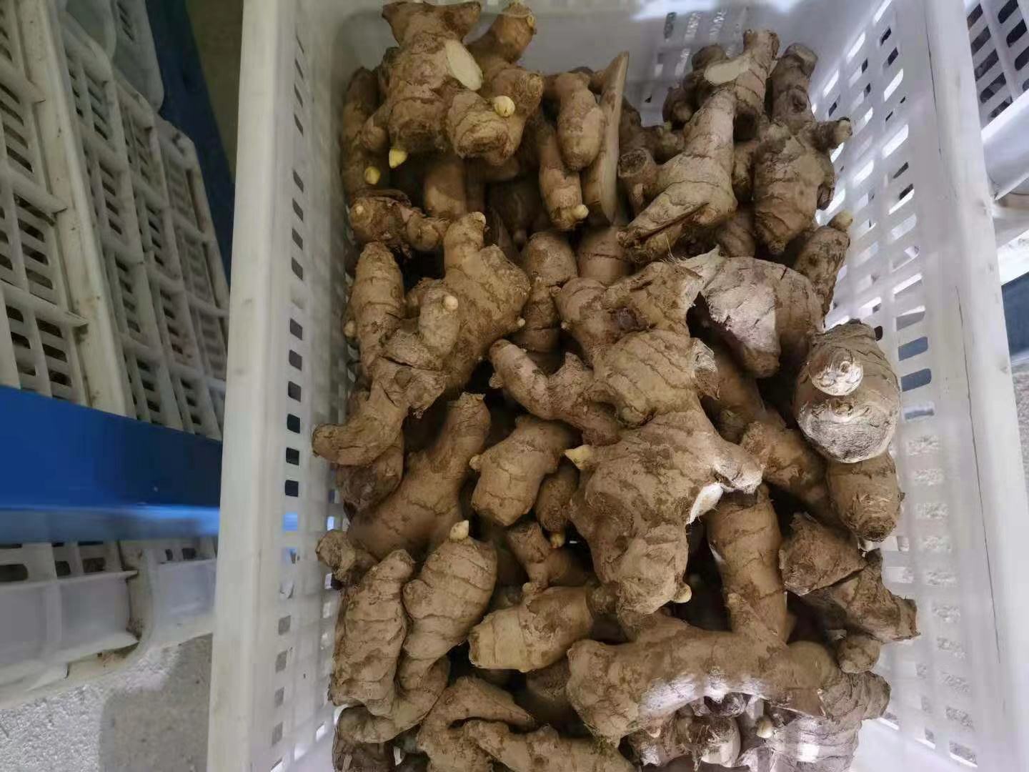 姜母猪肚炖煮过程