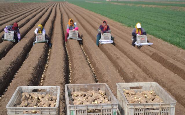 洛阳姜田地实景