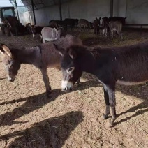 正宗本地毛驴数量不多