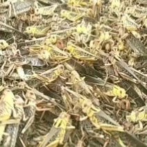 蝗虫，蝗虫种苗，蚂蚱种苗，蚂蚱幼苗