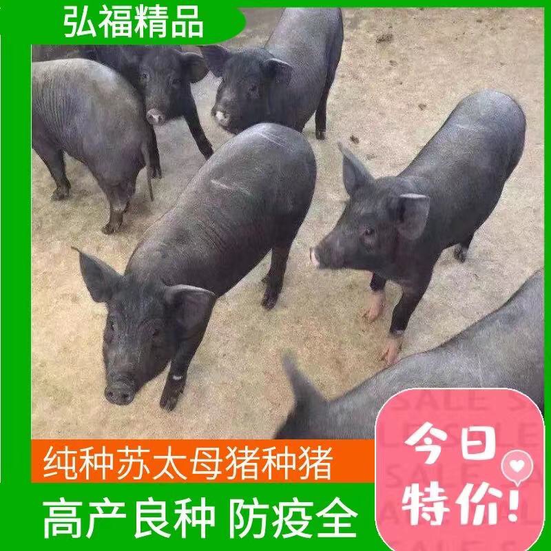 [苏太母猪批发]山东菏泽牡丹区活猪 2400.00元/个【牛商推 _ 一亩田