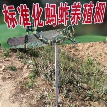 大量出售蚂蚱幼苗，蚂蚱种苗，蝗虫种苗免费提供养殖技术