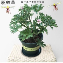 驱蚊草避蚊草防蚊草盆栽春款夏款