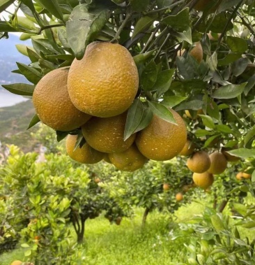 湖北秭归九月红棕橙产地直销欢迎各位朋友光临