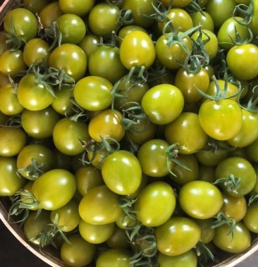 [甜心小番茄批发]青口蜜圣女果小柿子山东寿光合作社供货质量可靠口感
