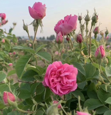 大马士革玫瑰苗 丰花一号 汉莎 格拉斯 种类齐全