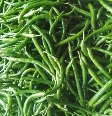 广西钦州灵山辣椒上市.欢迎大家来采购.长期供应.货源充足