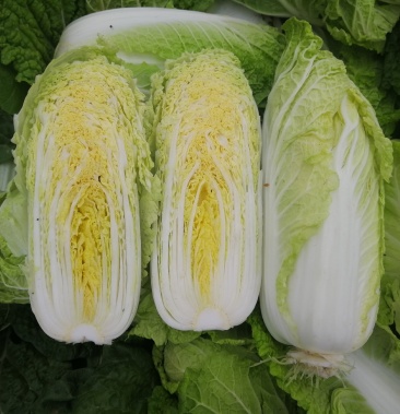 小型娃娃菜种子白菜种子黄心娃娃菜种子小白菜种子娃娃白种子