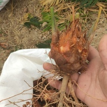6-8公分小苗，基地直销，物美价廉！需要的联系我哟！
