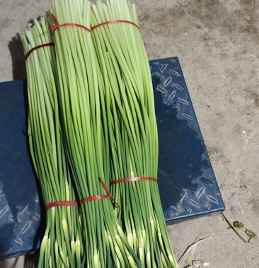 早苔蒜,白帽蒜薹(无泡水)